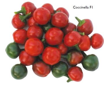 coccinella F1